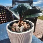 Ficus elastica Folha