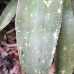 Billbergia vittata Leaf