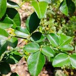 Triphasia trifolia Leaf