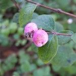 Symphoricarpos orbiculatus ഫലം