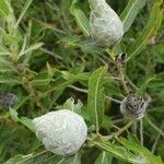 Salix eriocephala Fleur