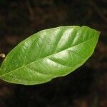Discophora guianensis Leaf