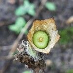 Hyoscyamus niger Fruit