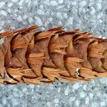 Pseudotsuga menziesii Gyümölcs