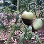 Solanum lycopersicumFruit