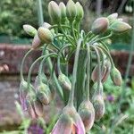 Allium siculum Flor