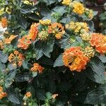 Lantana aculeata Flors