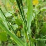 Phalaris minor Frunză