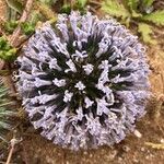 Echinops spinosissimus Квітка