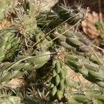 Cylindropuntia imbricata 葉