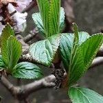 Viburnum × bodnantense Lapas