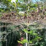 Terminalia ivorensis Yeri