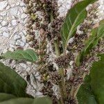 Amaranthus blitum Ffrwyth