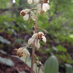 Pyrola picta Hábito