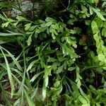 Asplenium x alternifolium 形態