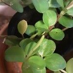 Peperomia rotundifolia Цвят