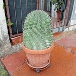 Ferocactus herrerae Foglia