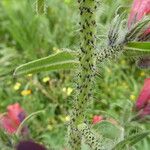 Echium creticum Bark