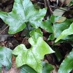 Asplenium hemionitis Leaf