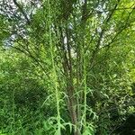 Lactuca biennis Other