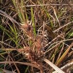 Carex lupulinaCvet