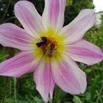 Dahlia tenuicaulis Blomst