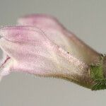 Scutellaria racemosa Žiedas