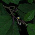 Solanum americanum Λουλούδι