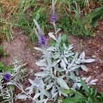 Veronica spicata Liść