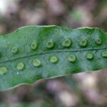 Lepisorus excavatus Leaf