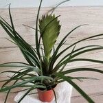 Tillandsia guatemalensis Blad