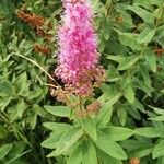 Spiraea salicifolia Blomma