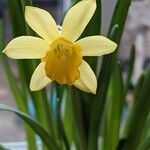 Narcissus pseudonarcissus Flower