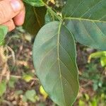 Pyrostria bibracteata Blatt