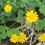 Emilia discifolia 花