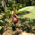 Flacourtia rukam Fruit