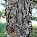 Pinus pinea Bark