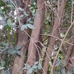 Elaeodendron croceum 樹皮