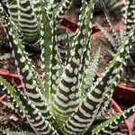 Haworthia fasciata Habitus