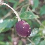 Noronhia ambrensis Fruit