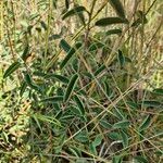 Maerua decumbens Leaf