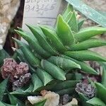 Haworthiopsis viscosa Συνήθη χαρακτηριστικά