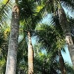 Roystonea regia Folha