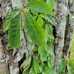 Parthenocissus quinquefoliaLeaf