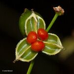 Lomandra insularis Fruchs