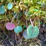 Saxifraga hirsuta Hoja