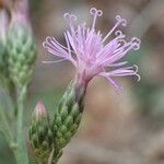 Serratula tinctoria Flors