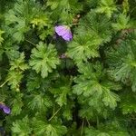 Geranium himalayense Fuelha