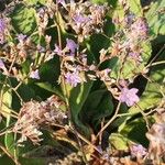 Limonium bellidifolium Fleur