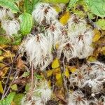 Clematis virginiana Gyümölcs